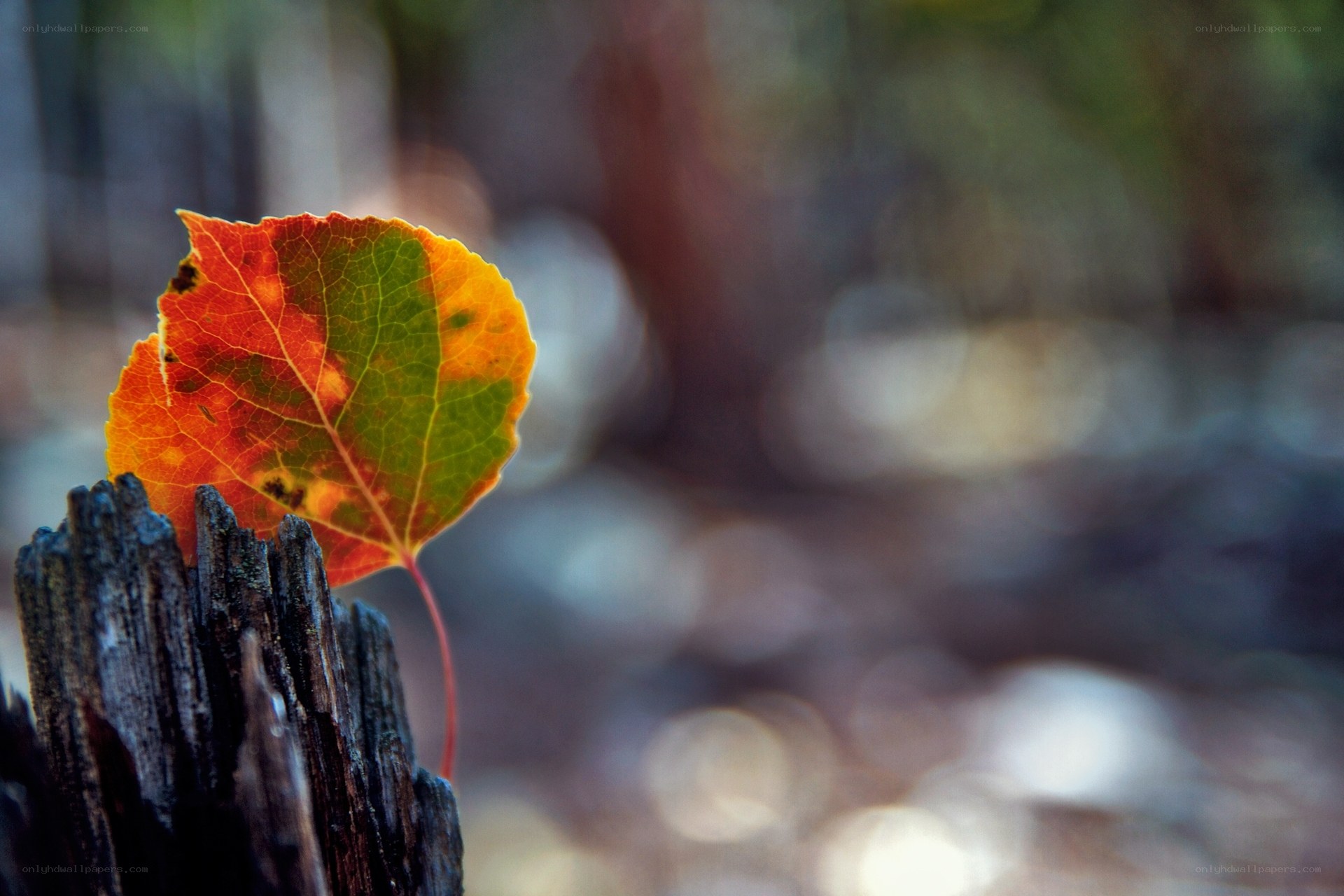 Autumn leaf on a wooden post