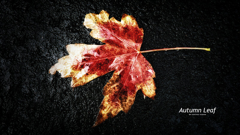 Autumn Leaf on Asphalt