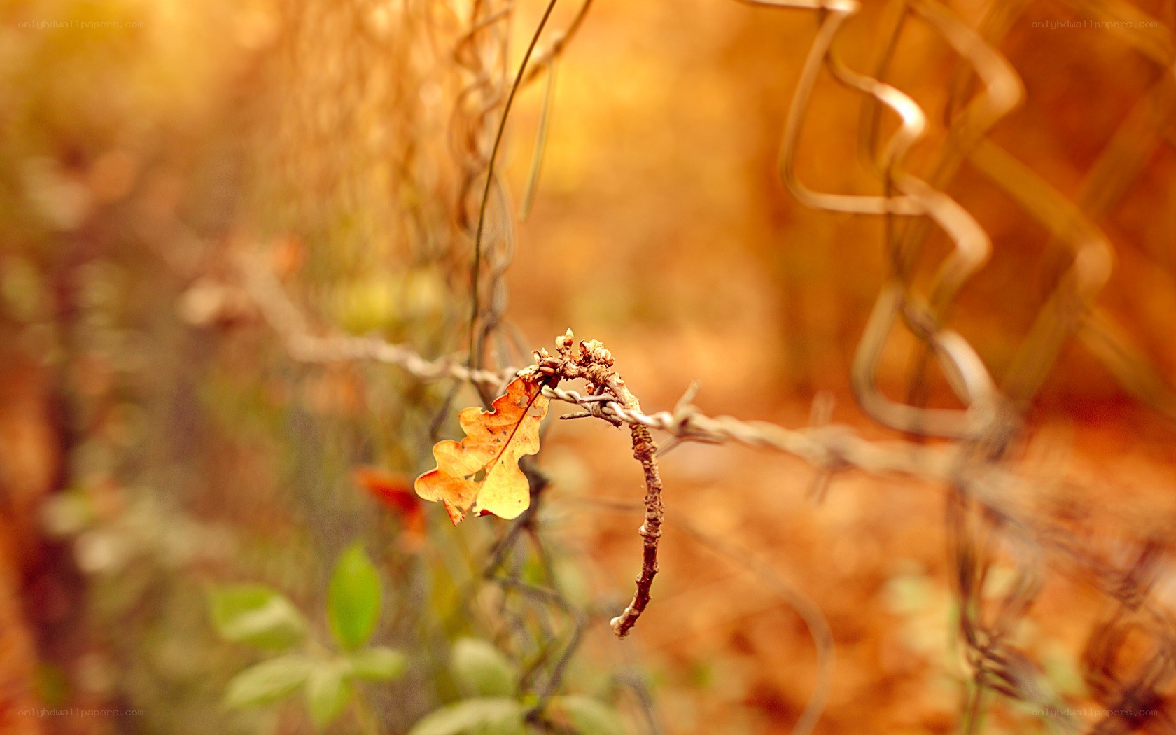 autumn leaf on barbed wire