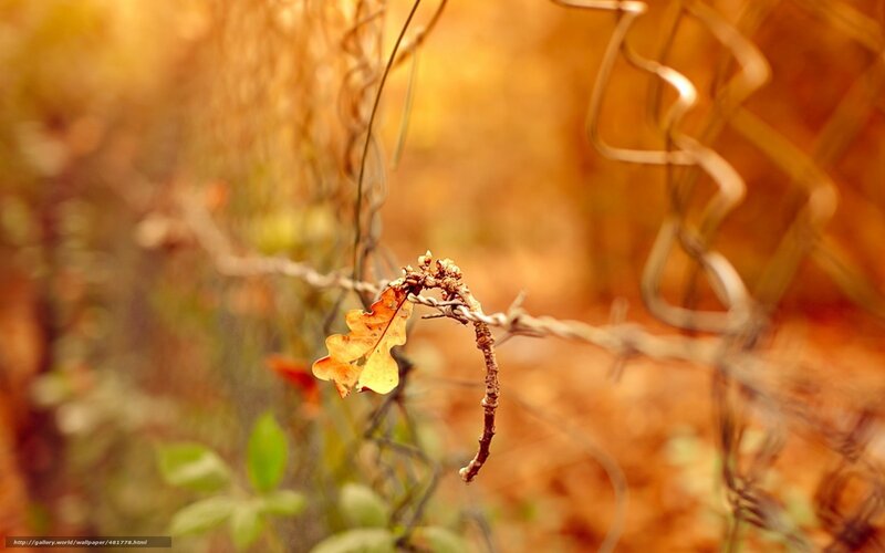 Autumn leaf on barbed wire