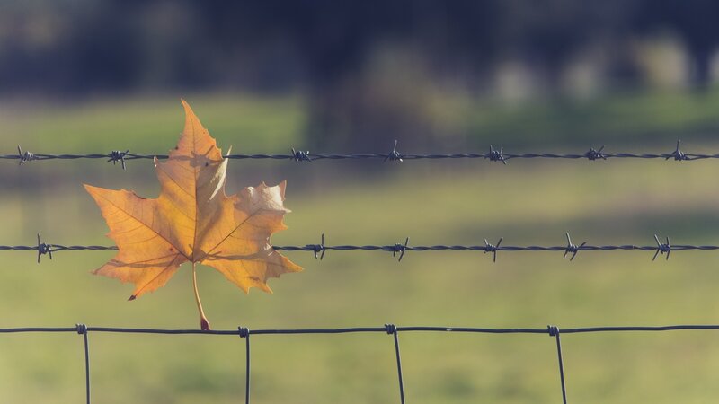 Autumn Leaf on Barbed Wire — Yellow