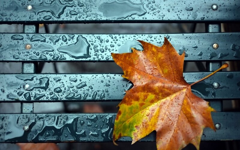 Autumn Leaf on Bench — Brown, Moody