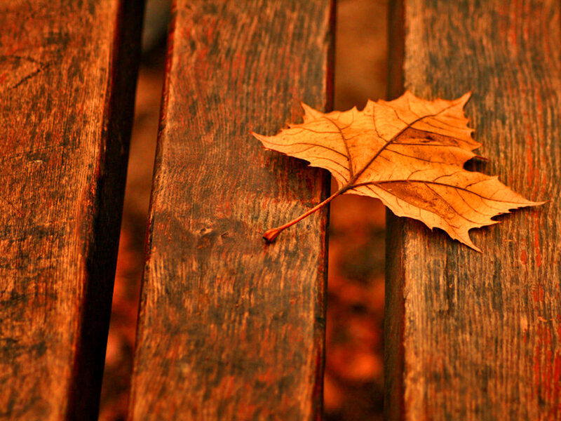 Autumn Leaf on Bench — Brown