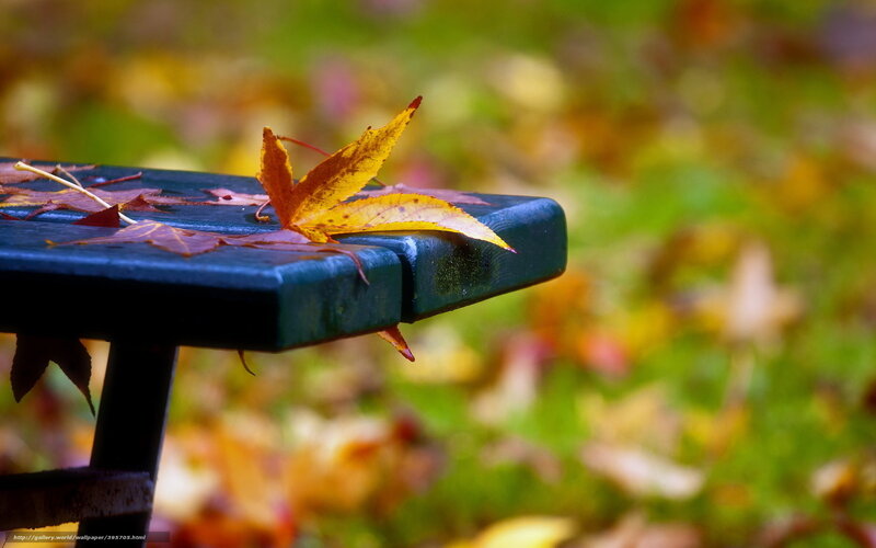 Autumn Leaf on Bench — Green