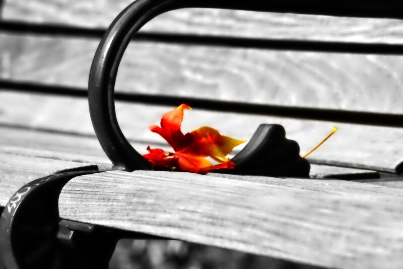 Autumn Leaf on Bench