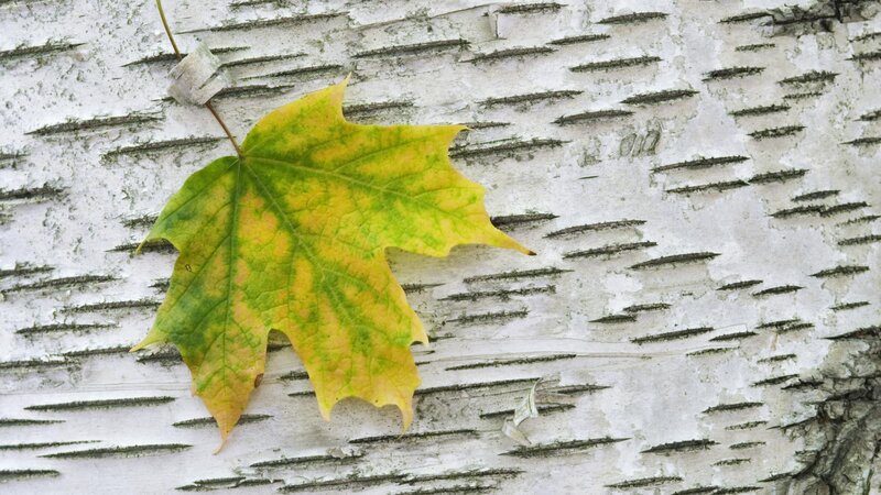 autumn leaf on birch bark