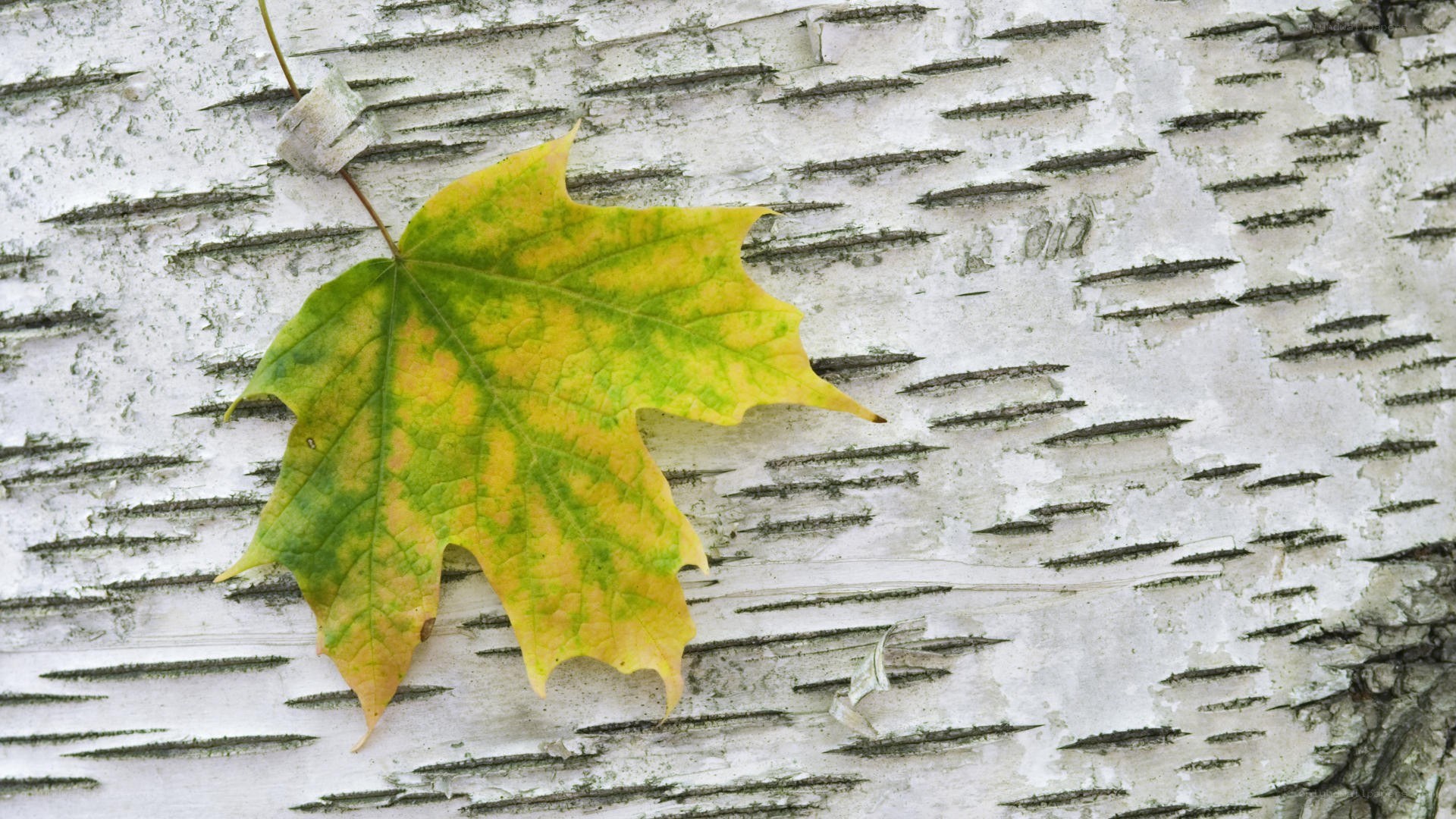 autumn leaf on birch bark