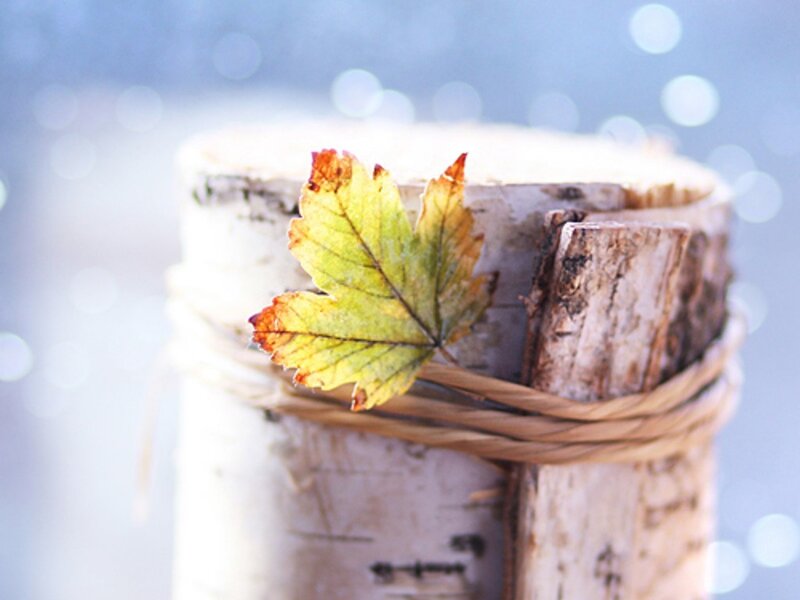 Autumn Leaf on Birch Log