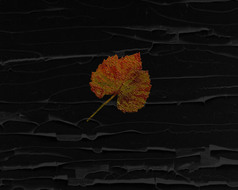 Autumn Leaf on Black Surface