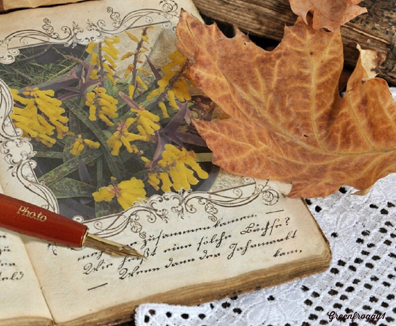 Autumn Leaf on Book — Brown