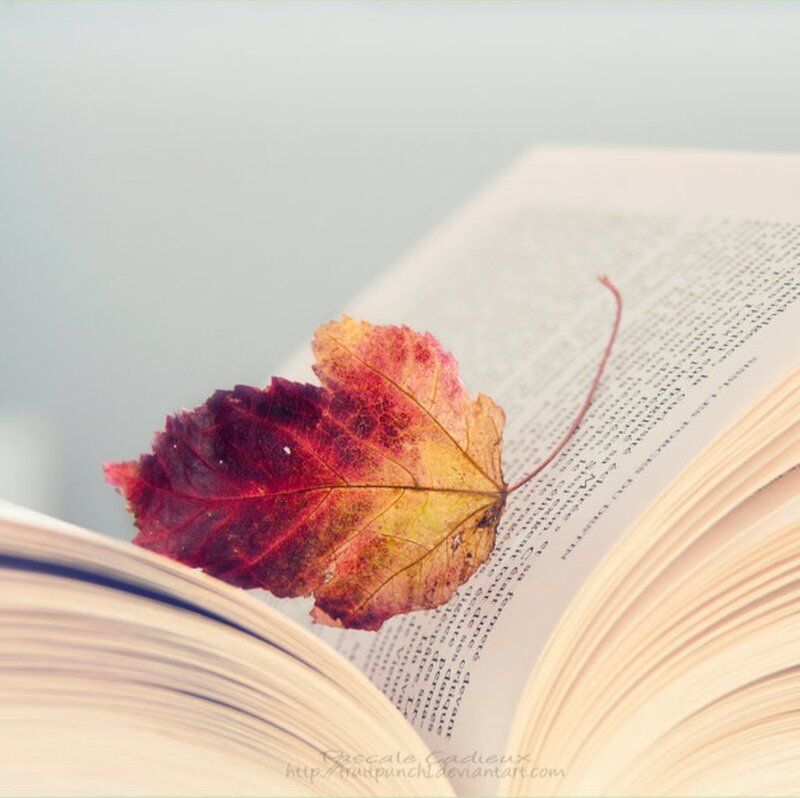 Autumn Leaf on Book
