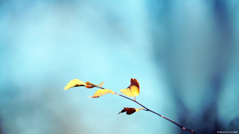 Autumn Leaf on Branch — Blue, Serene, Photograph, Sky