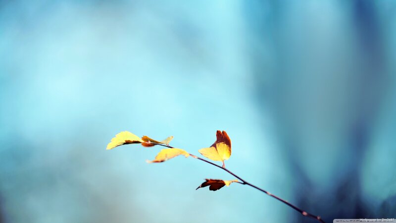 Autumn Leaf on Branch — Blue, Serene