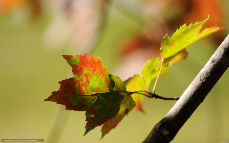 Autumn Leaf on Branch — Green, Serene