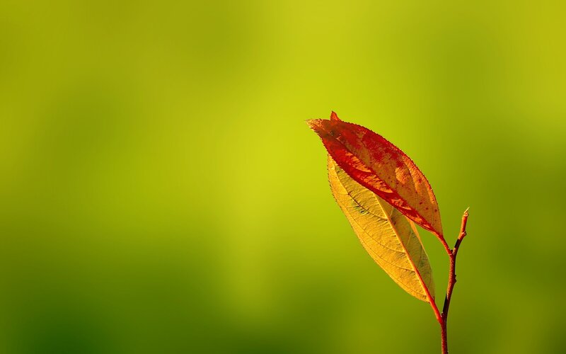 Autumn Leaf on Branch — Green