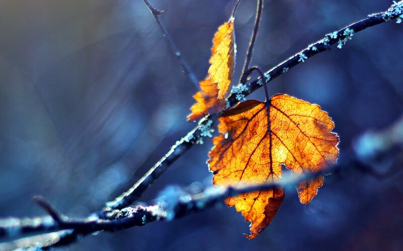 Autumn Leaf on Branch — Orange, Dramatic, Photograph, Lichen