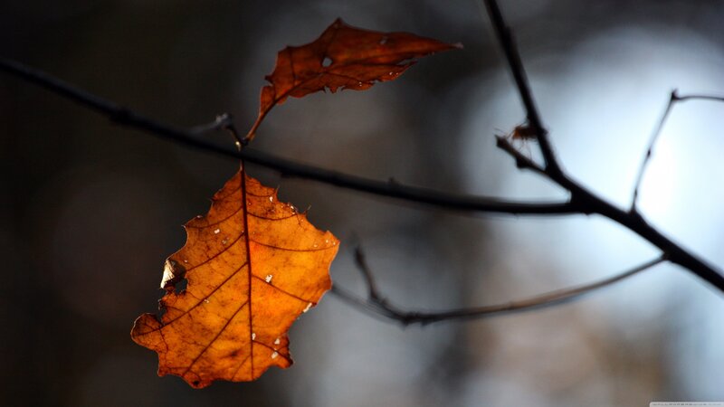 Autumn Leaf on Branch — Orange, Dramatic, Photograph
