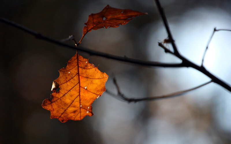Autumn Leaf on Branch — Orange, Dramatic