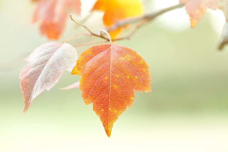 Autumn Leaf on Branch — Orange, Serene, Photograph, Background