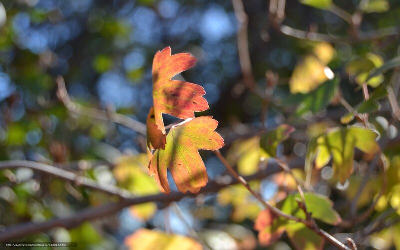 Autumn Leaf on Branch — Orange, Serene, Photograph, Sunlight