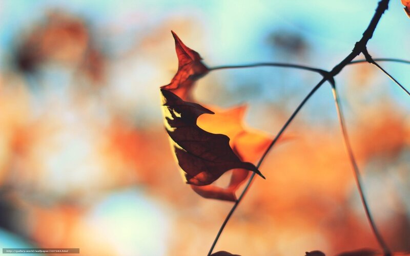 Autumn Leaf on Branch — Orange, Serene