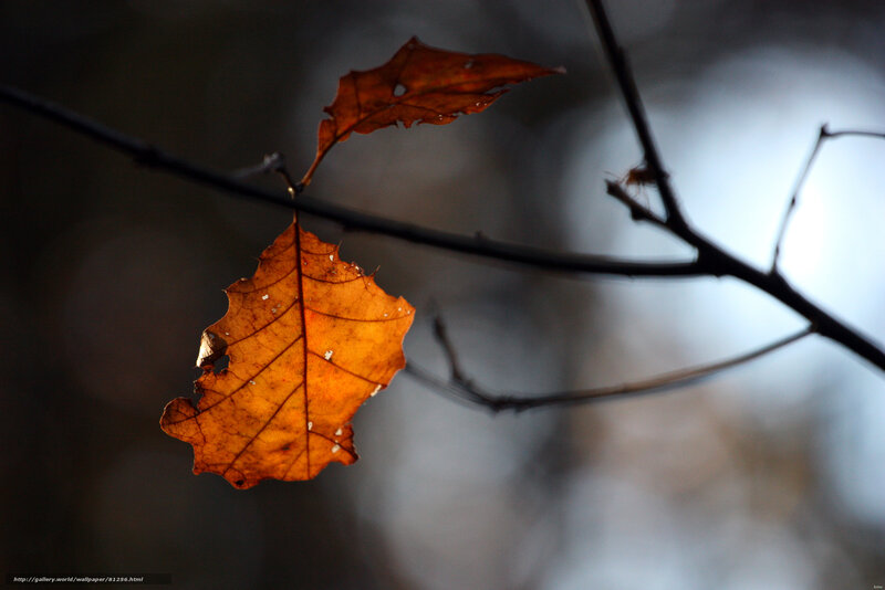 Autumn Leaf on Branch — Orange