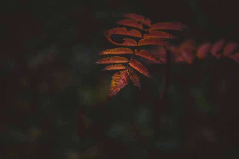 Autumn Leaf on Branch — Red, Dramatic