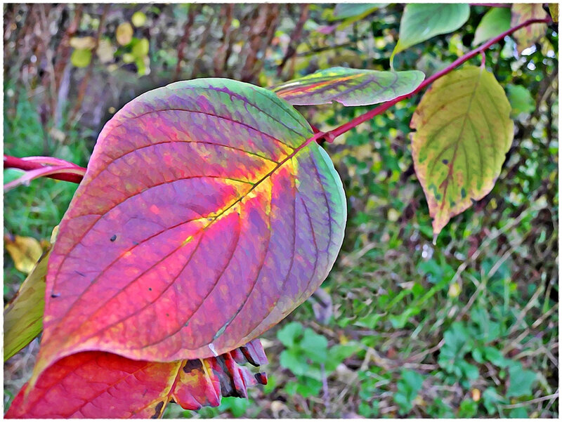 Autumn Leaf on Branch — Red