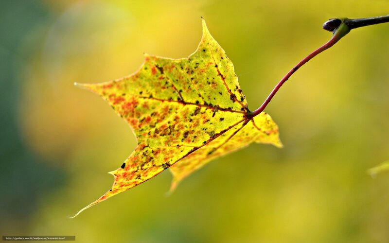 autumn leaf on branch