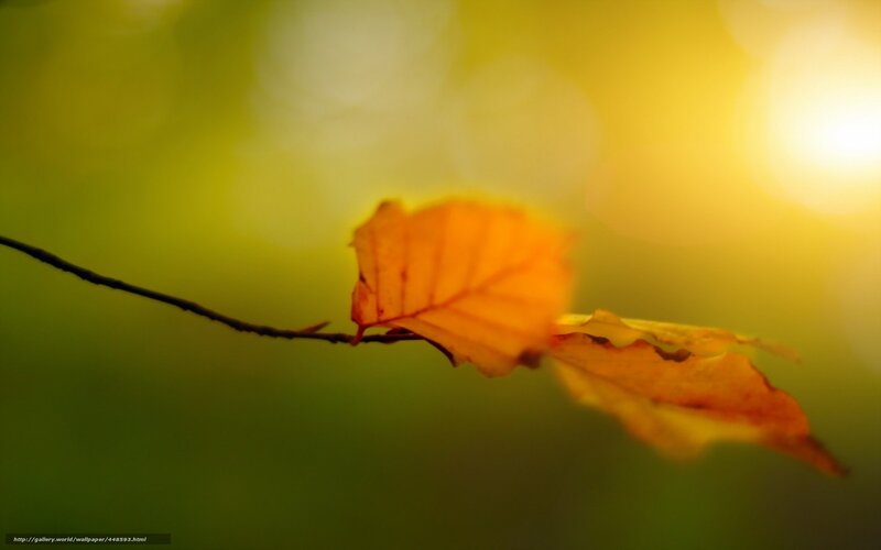 Autumn Leaf on Branch — Yellow, Serene, Photograph