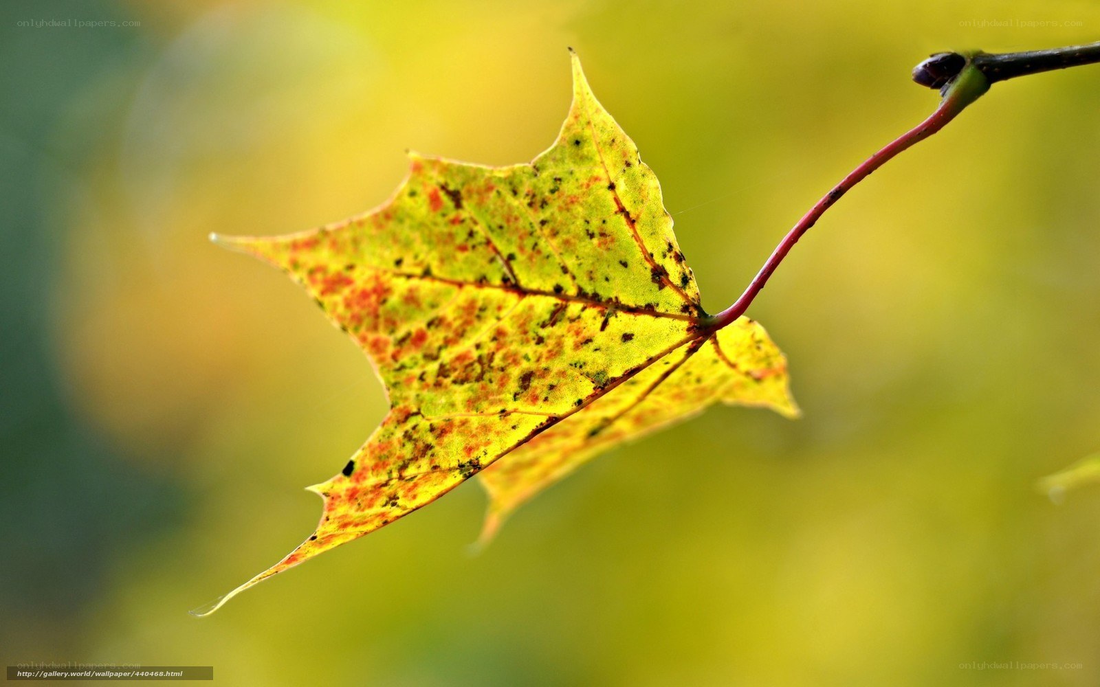 autumn leaf on branch