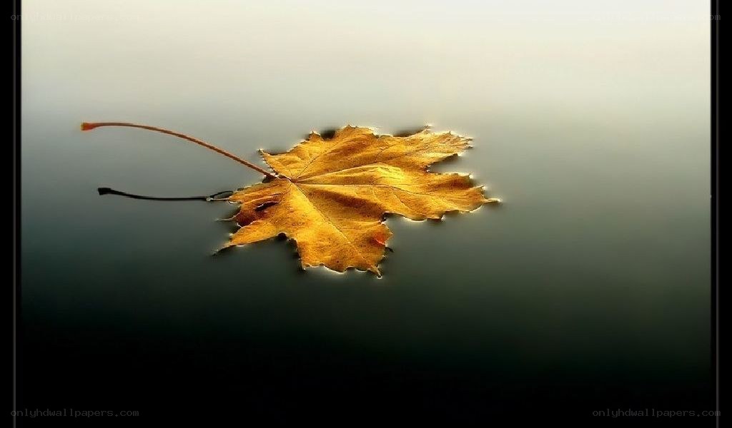 Autumn leaf on calm water
