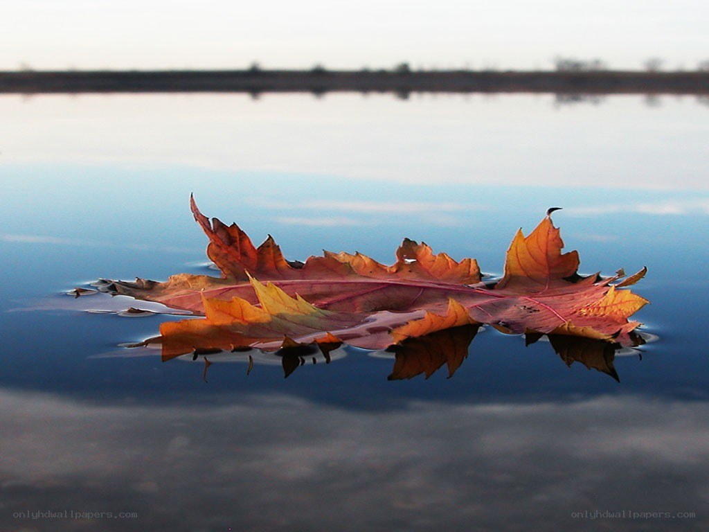 Autumn leaf on calm water