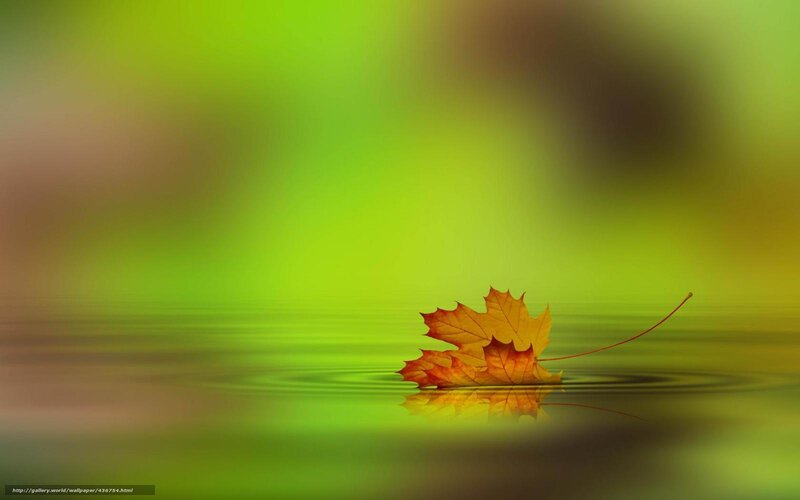 Autumn leaf on calm water