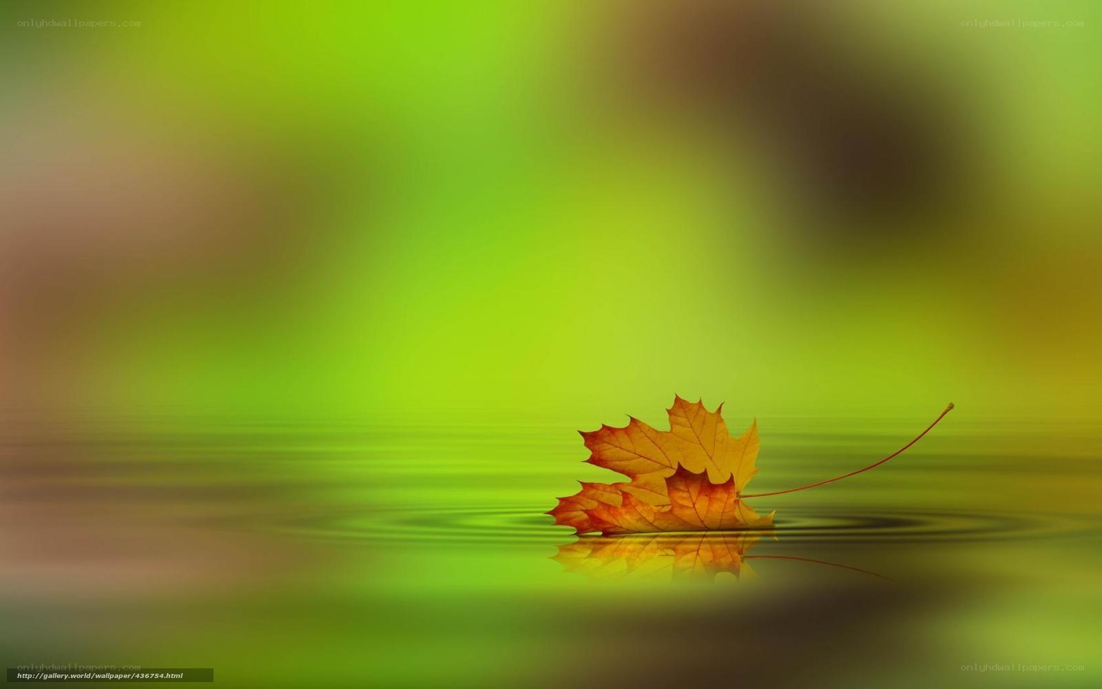 Autumn leaf on calm water