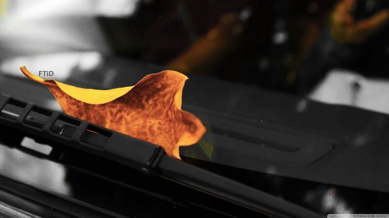 Autumn Leaf on Car Windshield