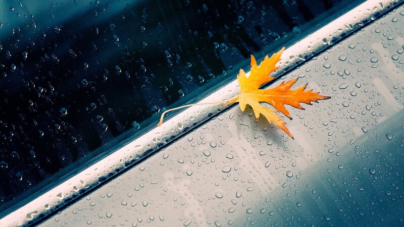 Autumn Leaf on Car — Yellow, Calm