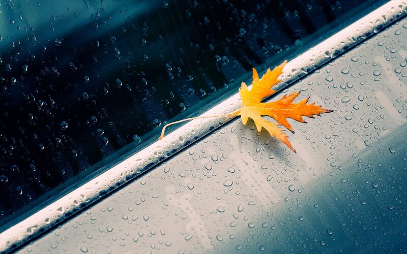 Autumn Leaf on Car — Yellow
