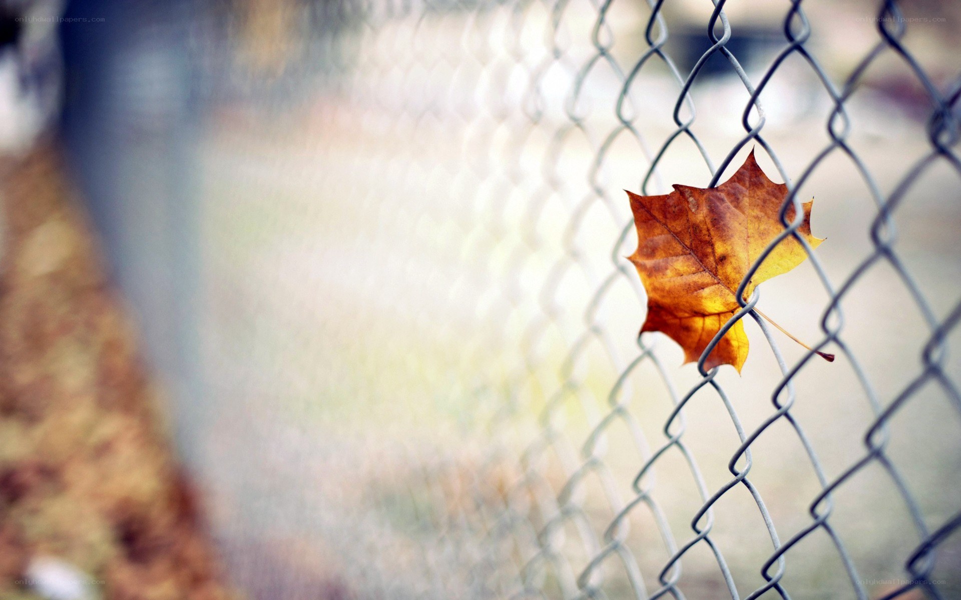 Autumn leaf on chain-link fence