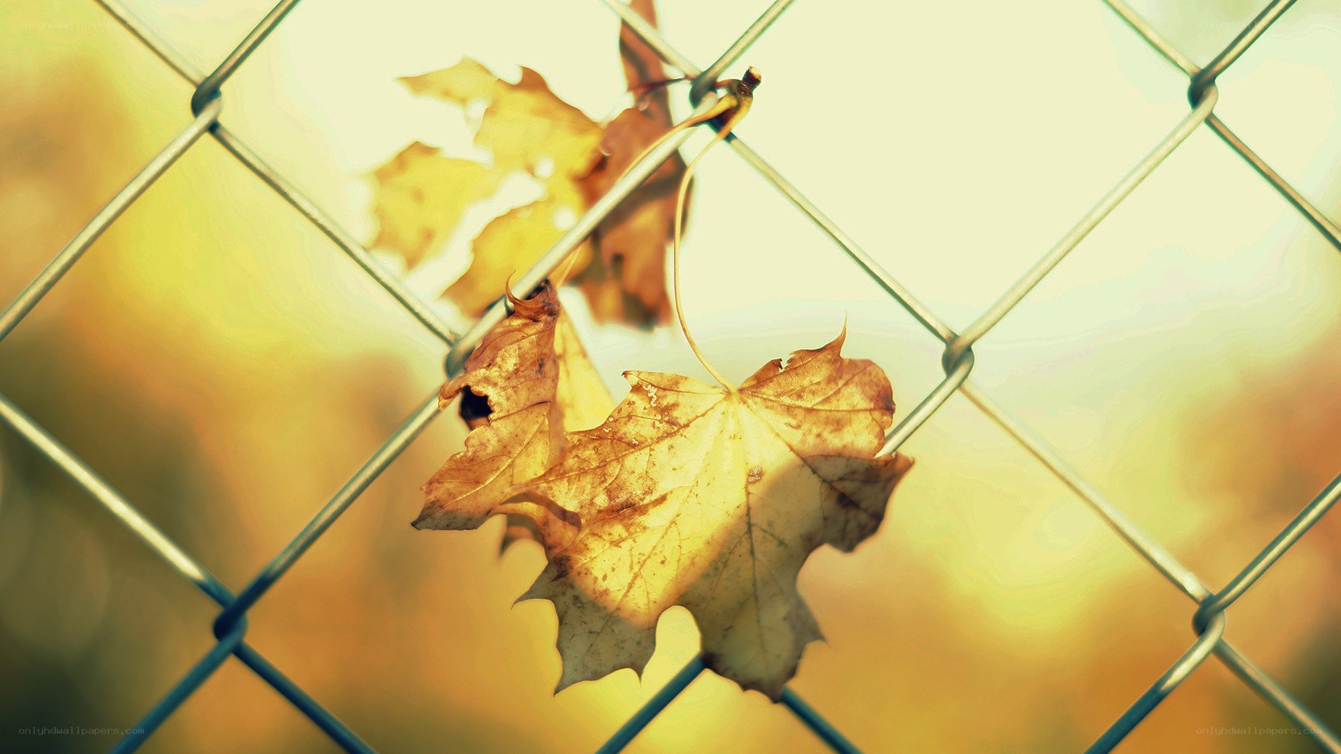 Autumn leaf on chain-link fence