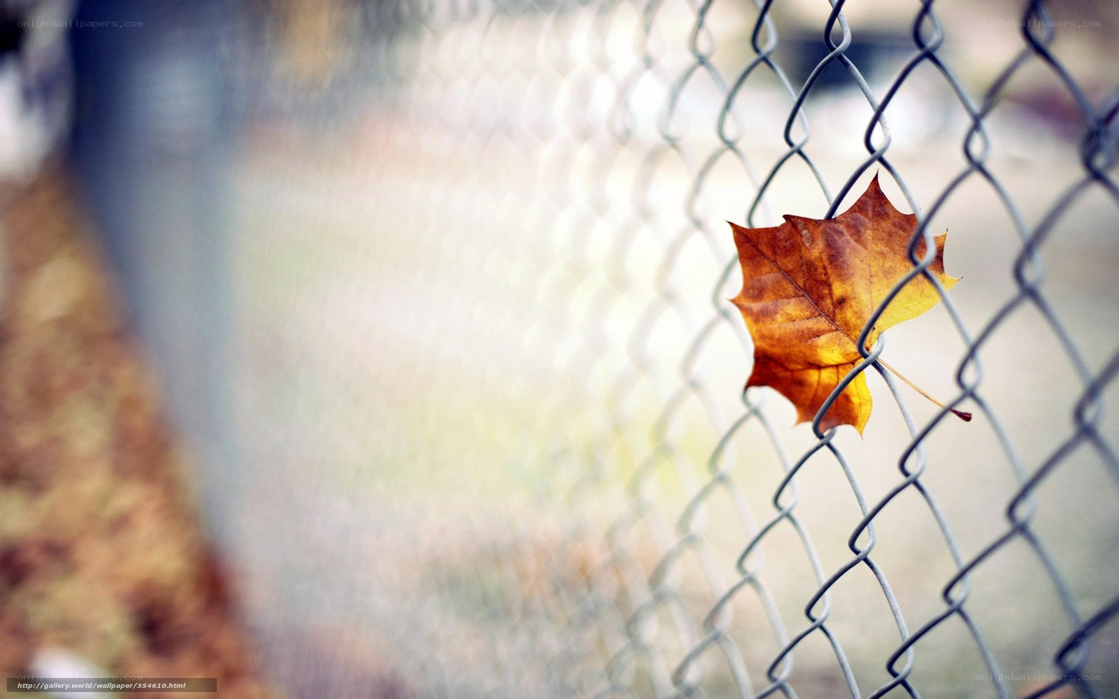 autumn leaf on chain link fence