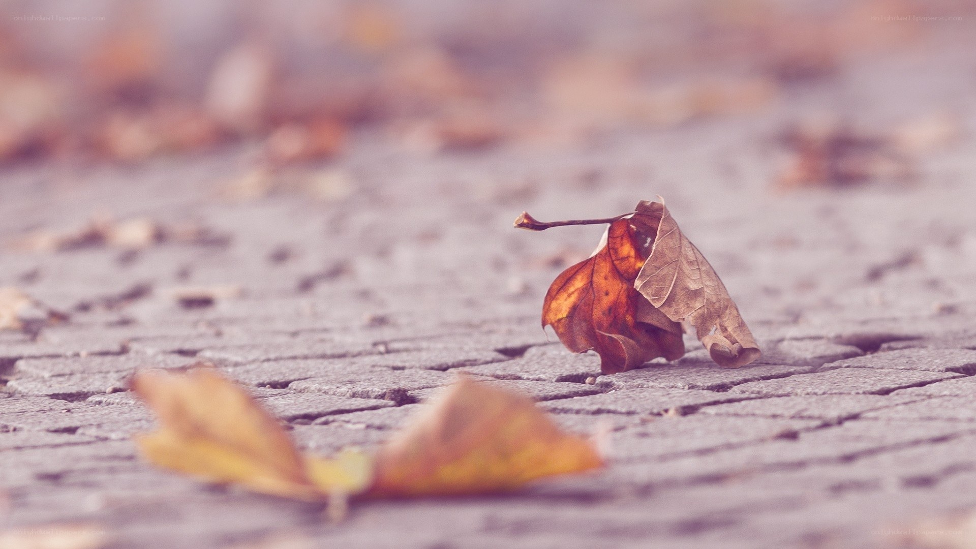 Autumn leaf on cobblestone