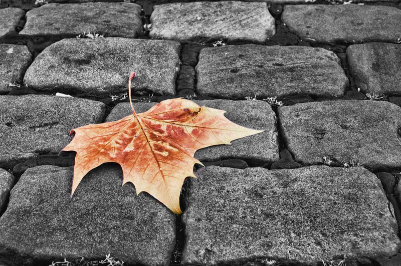 autumn leaf on cobblestones