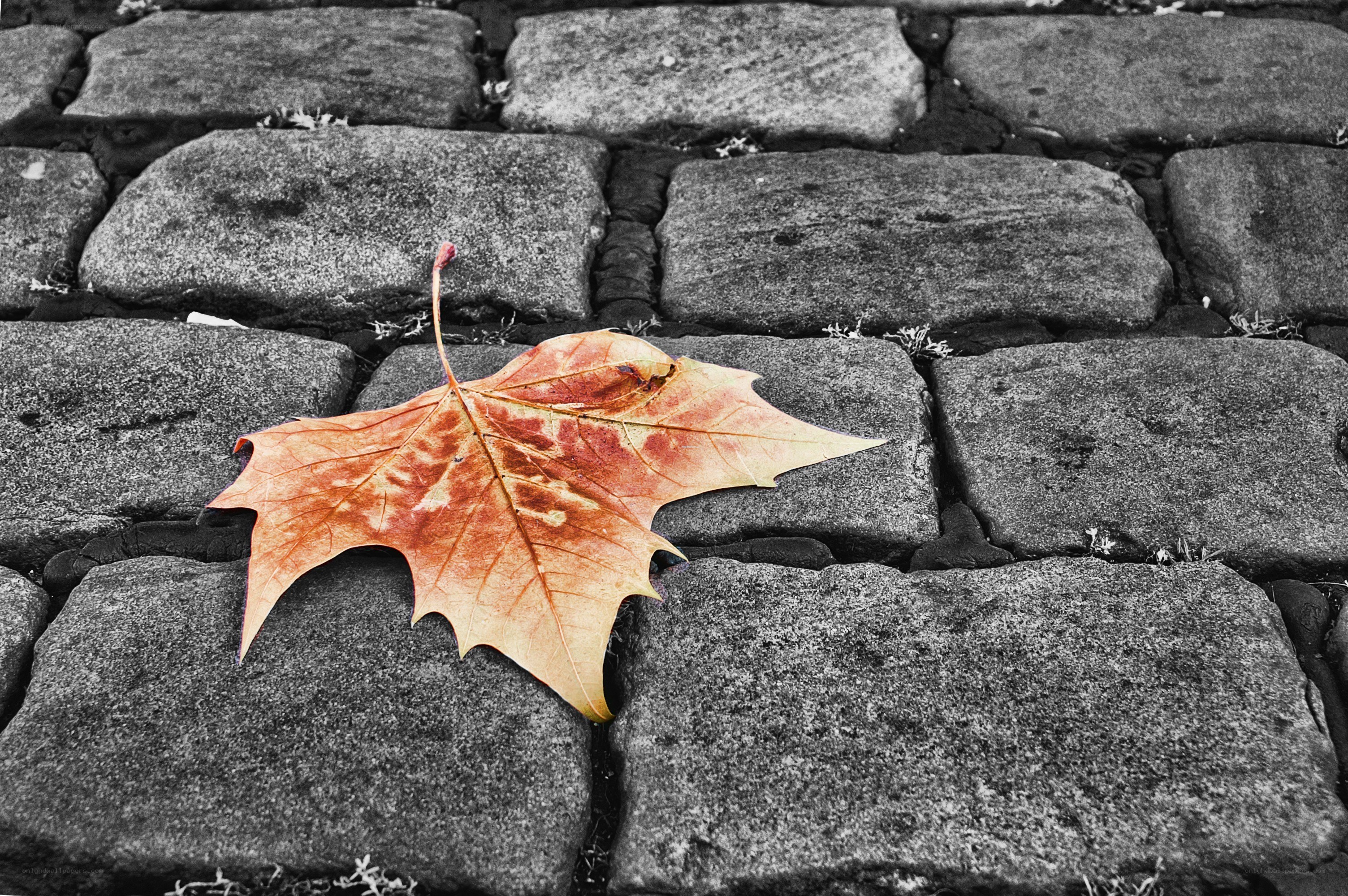 autumn leaf on cobblestones
