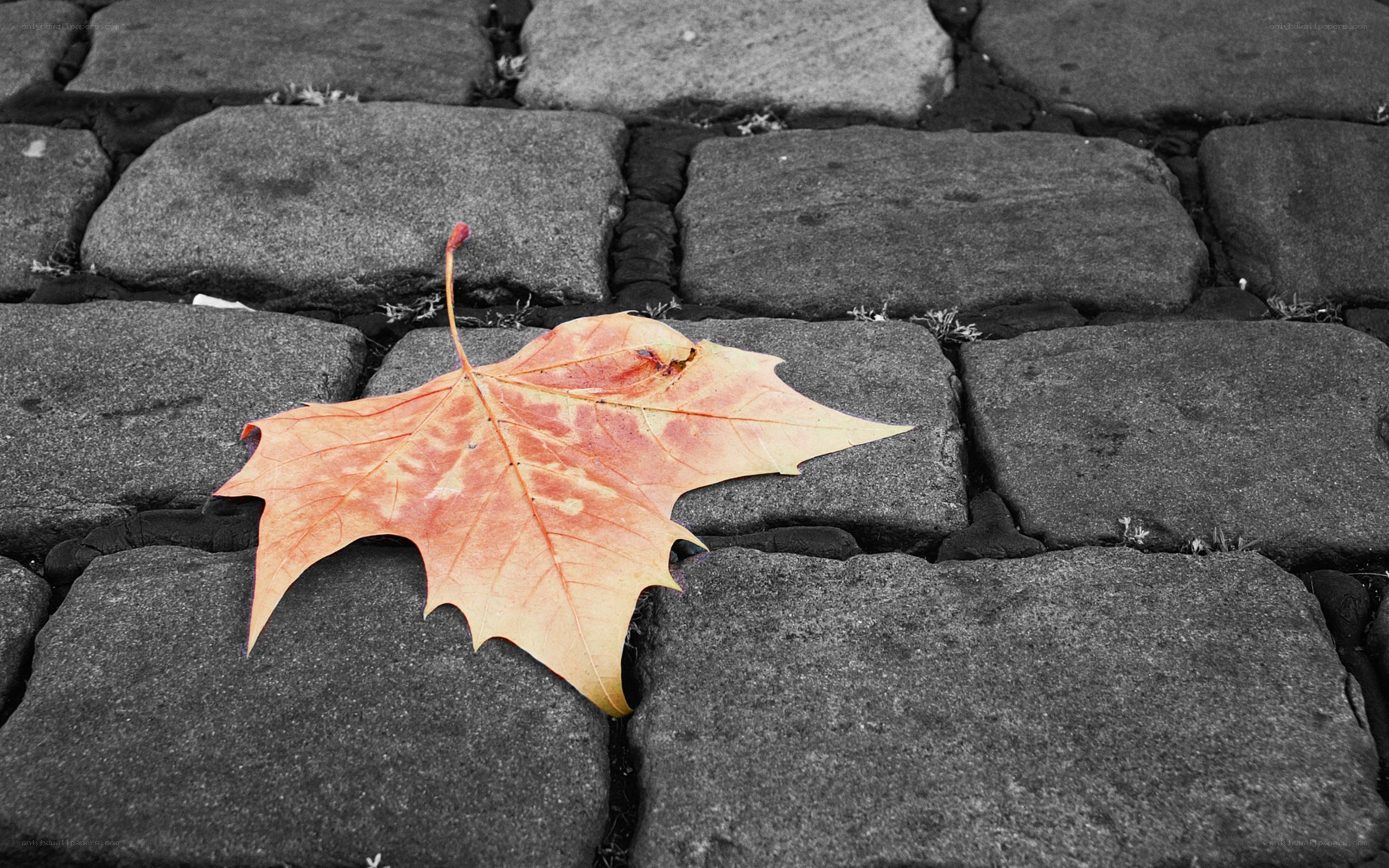 autumn leaf on cobblestones