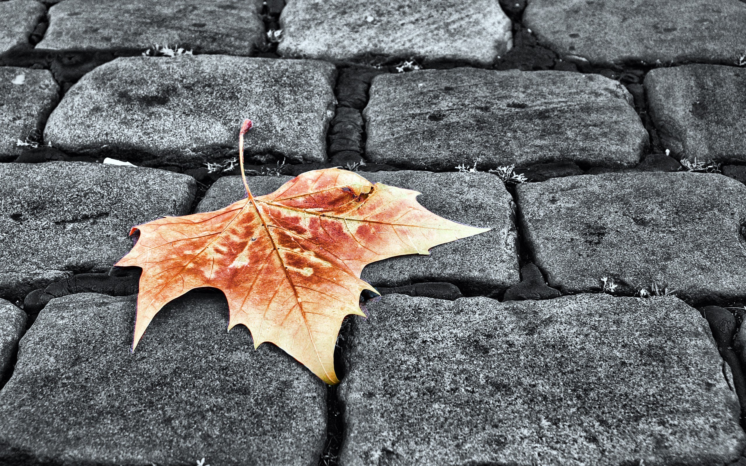 autumn leaf on cobblestones