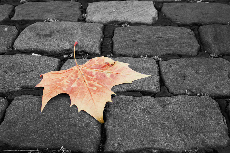 autumn leaf on cobblestones