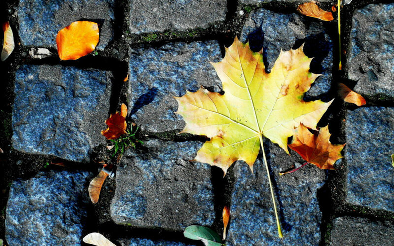 Autumn Leaf on Cobblestones — Yellow