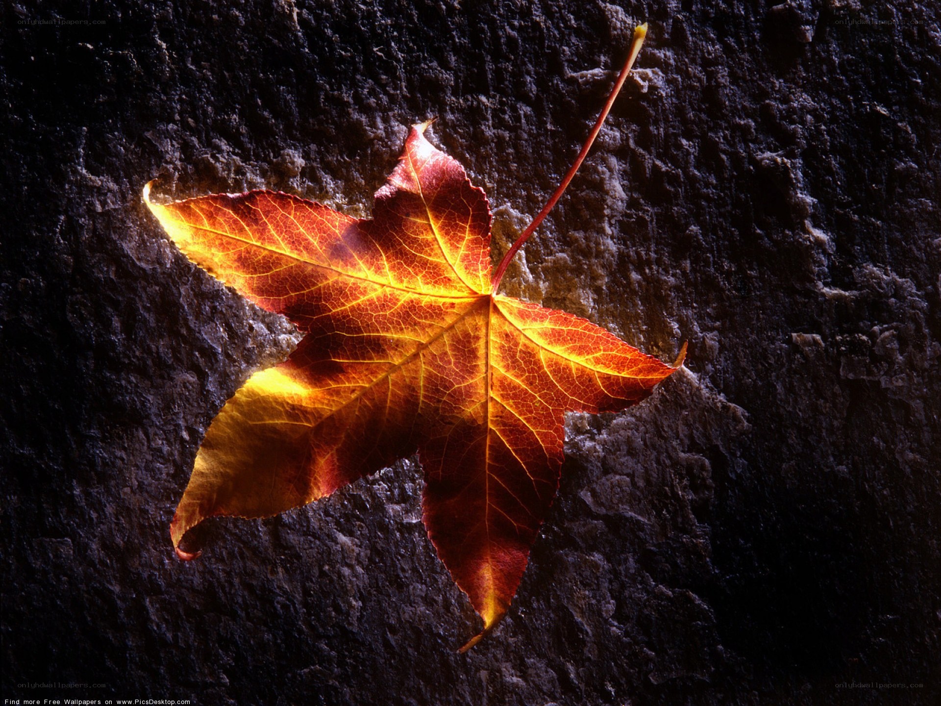 autumn leaf on dark stone