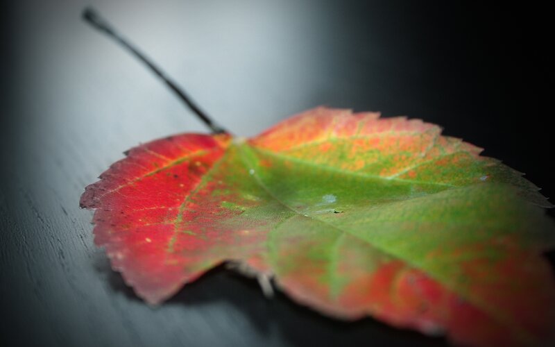Autumn leaf on dark surface